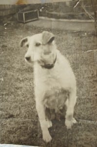 Judy was part of the family. Fox terrier mongrel. Always on verge of motherhood, as can be seen here